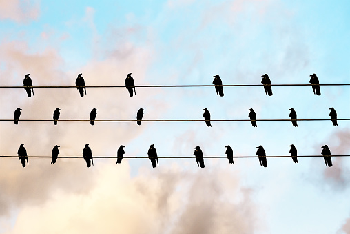 gathering of black crows on wire