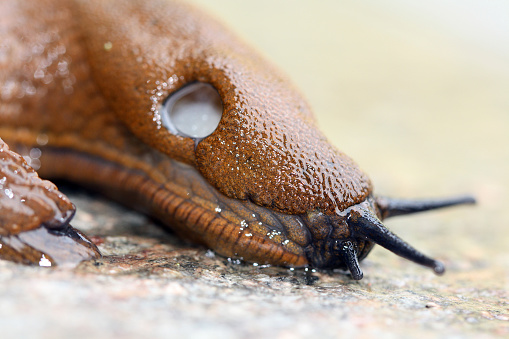 close up of brown spain slug, Arion vulgaris, macro shot snail.
