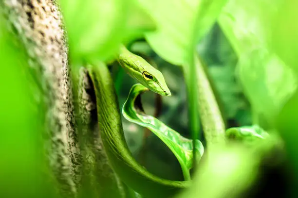 South American green vine snake, Oxybelis fulgidus hiding in green leaves