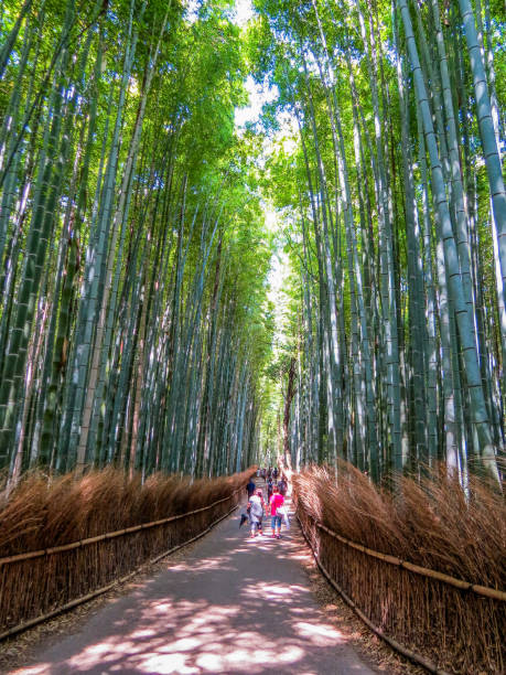 istock Arashiyama Bamboo Forest. In Kyoto, Japan 1180235925