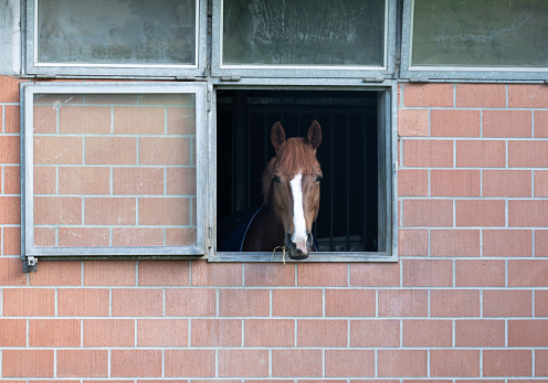 brown-white horse in a horsebox that looks out of a window with exposed masonry