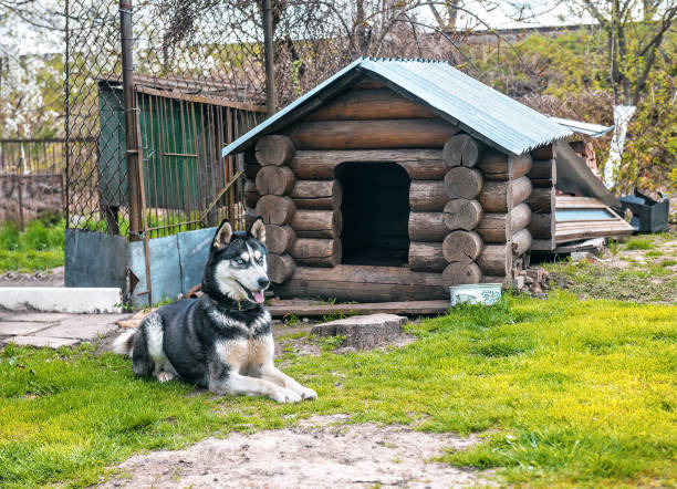 istock husky lies near the kennel 1180236288