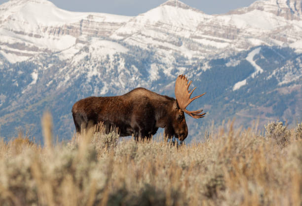 istock Bull Shiras Moose in Autumn 1180237401