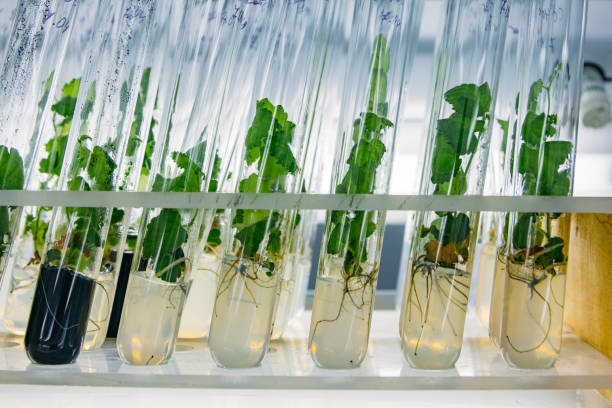 istock Cloned micro plants in test tubes with nutrient medium. Micropropagation technology in vitro 1180237457