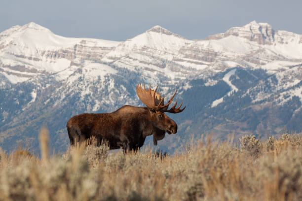 istock Bull Shiras Moose in Autumn 1180237474
