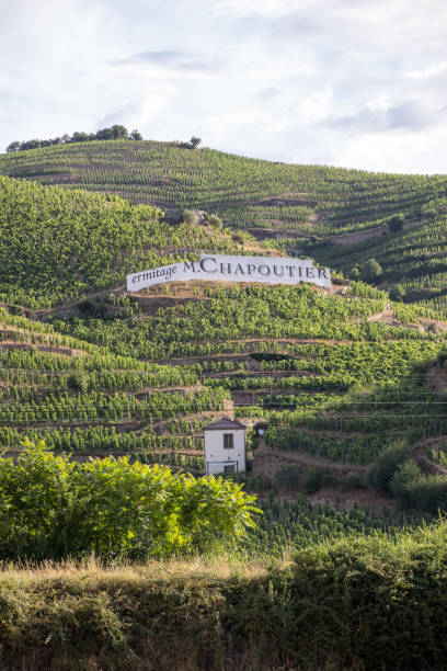 View of the M. Chapoutier Crozes-Hermitage vineyards in Tain l'Hermitage, Rhone valley, France Tain l'Hermitage, France - June 28, 2017: View of the M. Chapoutier Crozes-Hermitage vineyards in Tain l'Hermitage, Rhone valley, France valence drôme stock pictures, royalty-free photos & images