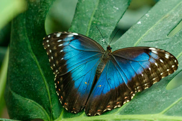 istock macro beautiful butterfly Morpho helenor 1180239106