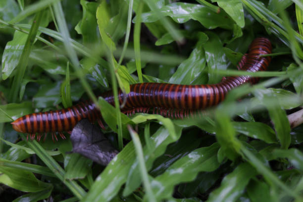 Millipedes try to walks into the grass to hide ,selective focus,topview Millipedes try to walks into the grass to hide ,selective focus,topview myriapoda stock pictures, royalty-free photos & images