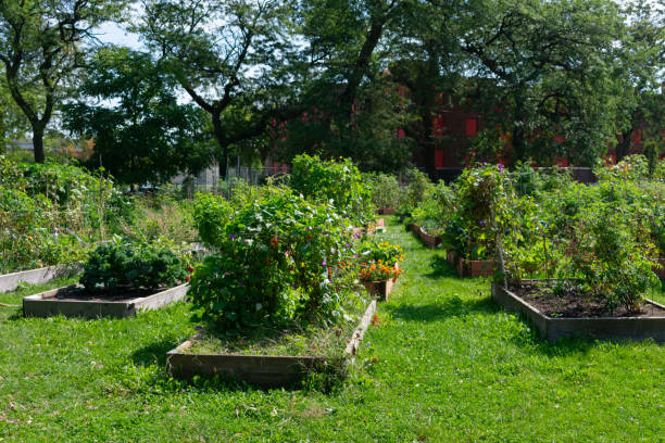 плантаторы в общинном саду в университетской деревне в чикаго - vegetable garden urban scene city life community garden стоковые фото и изображения