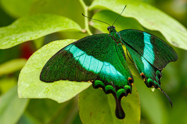 macro beautiful butterfly Papilio palinurus macro beautiful butterfly Papilio palinurus close up papilio palinurus stock pictures, royalty-free photos & images