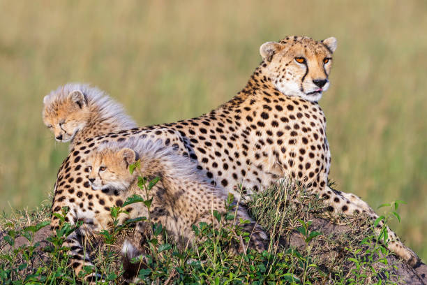 istock Curious Cheetah cubs with their mother on the African savanna 1180240872