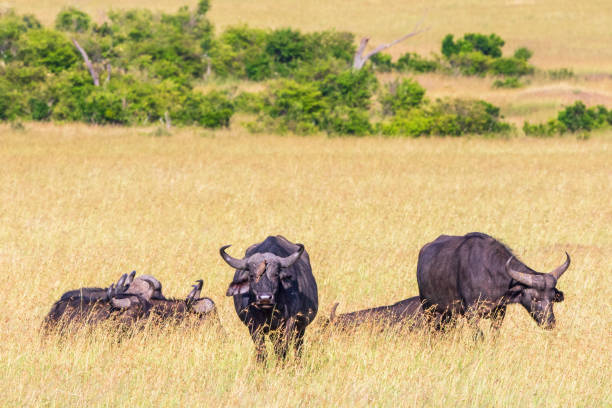 istock African Buffalos the grassland in Africa 1180240892