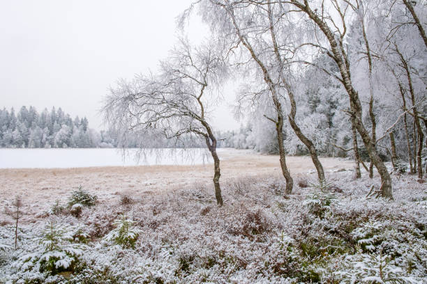istock Woodland at a lake in winter 1180240938