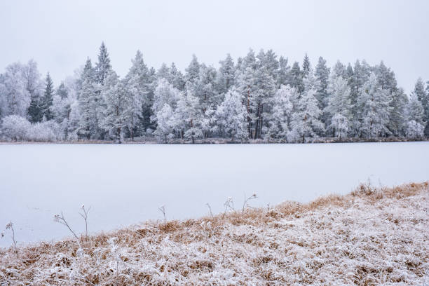istock Winter lake at a forest in the wilderness 1180241054
