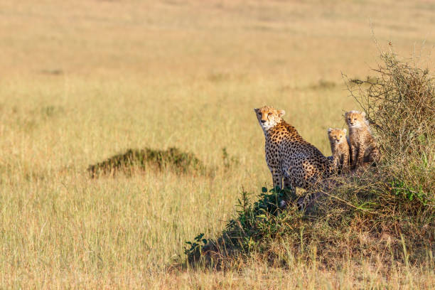 istock Cheetah family looking at the camera 1180241094