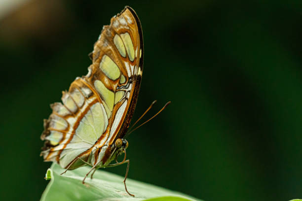 istock macro beautiful butterfly Siproeta stelenes 1180241163