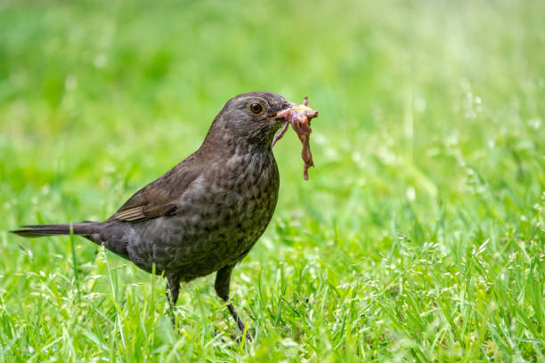 istock A female blackbird collects worms on a green lawn. 1180241352
