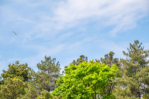 Green pine branches with needles against a bright blue sky. Copy space background