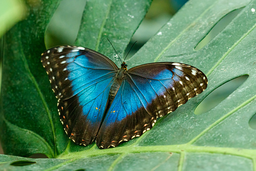 macro beautiful butterfly Morpho helenor close up