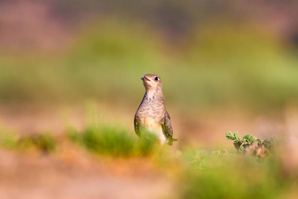 istock Cute bird Pratincole. Green yellow nature background. Bird: Collared Pratincole. Glareola pratincola. 1180243088