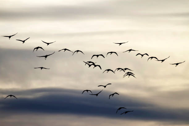 istock Flying birds. Abstract nature and birds. Sky background. 1180243195