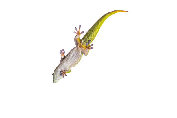 istock Madagascar Day Gecko on glass isolated white background 1180243622