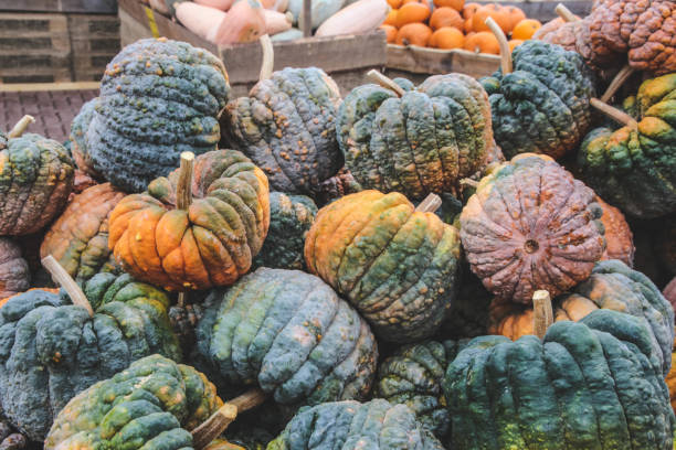 Black Futsu squashes A lot of colorful Black Futsu  squashes. The picture was taken on a farmer's market in Beelitz, Germany beelitz stock pictures, royalty-free photos & images