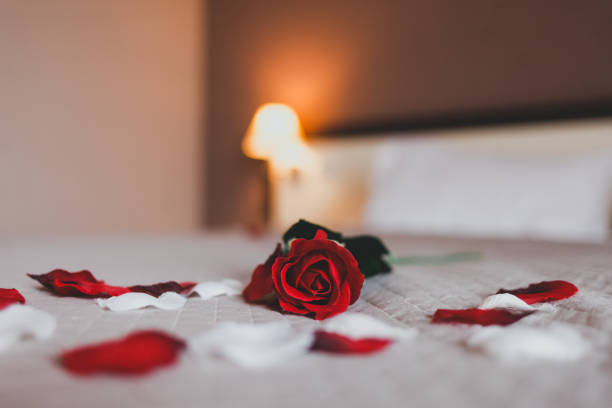 rose on the bed in the hotel rooms. rose and her petals on the bed for a romantic evening - valentines day red photography indoors imagens e fotografias de stock