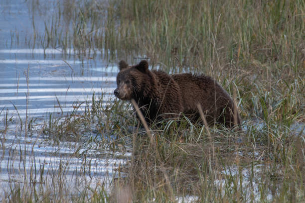 ours brun côtier de l'alaska se refermer après avoir secoué outre de l'eau tout en pataugeant le long du rivage de la rivière turquoise. - wading alaska usa fur photos et images de collection