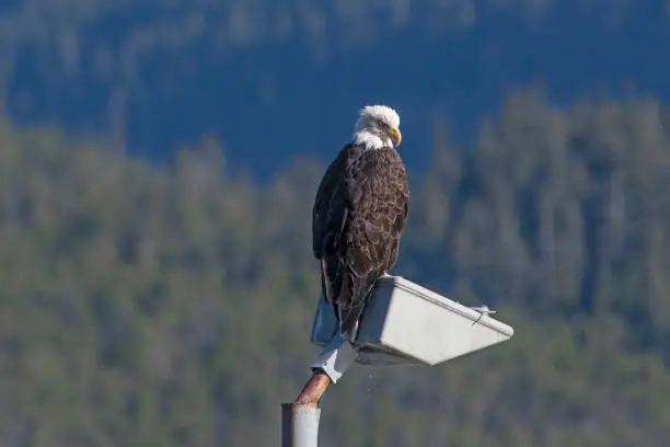 Photo of Bald Eagle perching on abandoned pier on old non-working light fixture