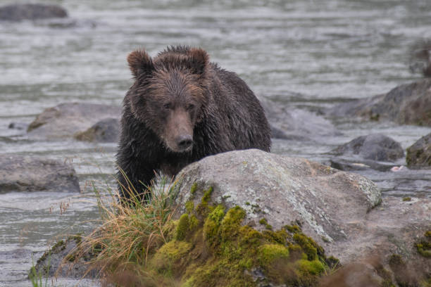 istock Alaskan coastal Brown bear close up exploring by wading along shoreline of turquoise river. 1180244963