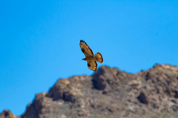 istock Flying birds. Nature background. Bird:Short toed Snake Eagle. Circaetus gallicus. 1180245660