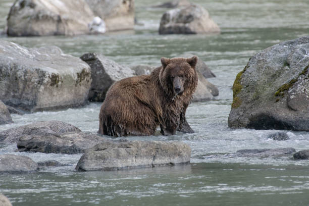 ours brun côtier d'alaska sur des roches se ferment vers le haut explorant le long du rivage de la rivière turquoise. - wading alaska usa fur photos et images de collection