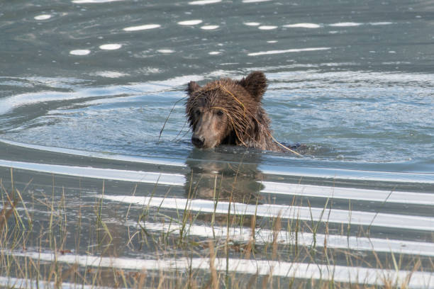 ours brun côtier d'alaska mignon se refermer la natation avec juste la tête et les épaules au-dessus de l'eau le long du rivage de la rivière turquoise. - wading alaska usa fur photos et images de collection