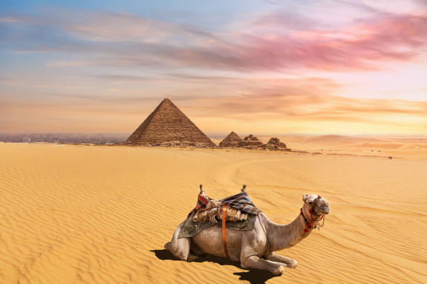 istock Cute camel in front of the Menkaure Pyramid complex, Giza, Cairo, Egypt 1180245909