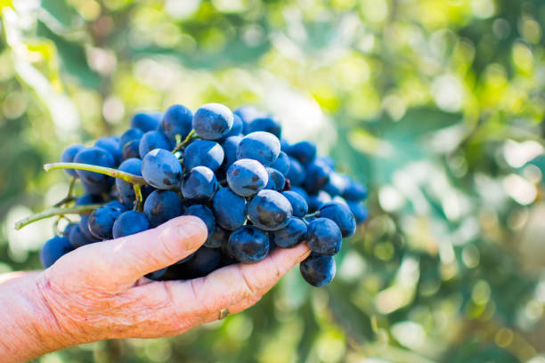 istock Harvest the ripe 1180246158