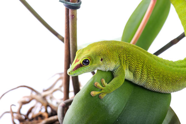 istock Madagascar Day Gecko on plant isolated white background 1180246272