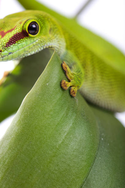 istock Madagascar Day Gecko close up on plant isolated white background 1180246273