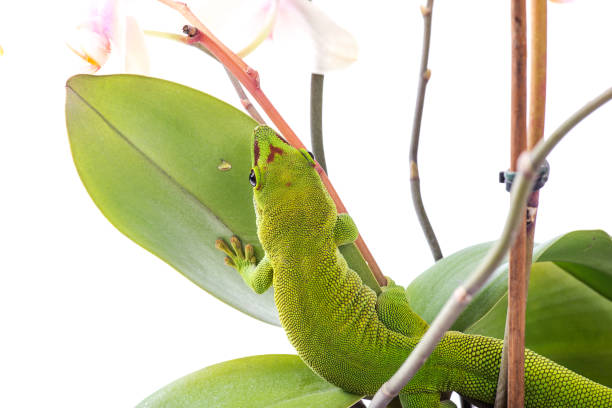 istock Madagascar Day Gecko on plant isolated white background 1180246280