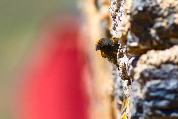 Bird: Red fronted Serin