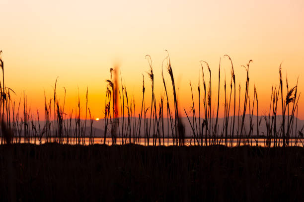 sun setting through grass in autumn sunset with orange and yellow sky, a scene symbol of peacefulness and meditation