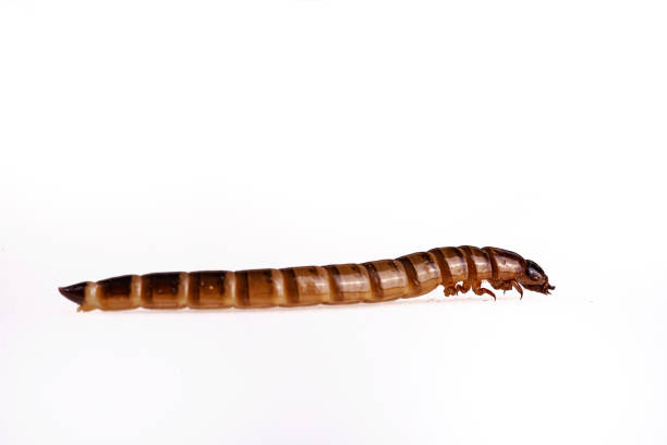 istock Superworm larvae Zophobas morio on isolated white background 1180248482