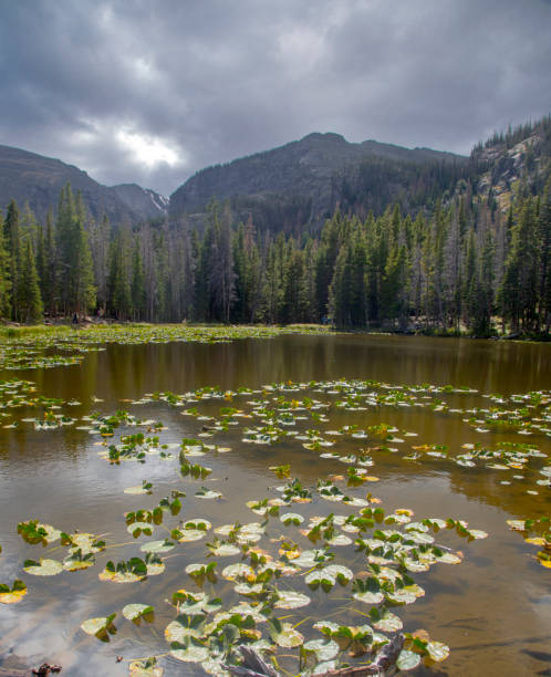 Rocky Mountain National Park Mountains,lakes and forests are predominant features of Rocky Mountain National Park, Colorado lily lake rocky mountains colorado stock pictures, royalty-free photos & images