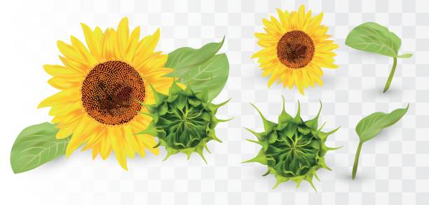 3d realistyczny słonecznik z zielonym pączkiem. letni kwiat z zielonym liściem. słonecznik i zielony pączek na przezroczystym tle. przyroda, ekologia. ilustracja wektorowa - sunflower nature environment environmental conservation stock illustrations