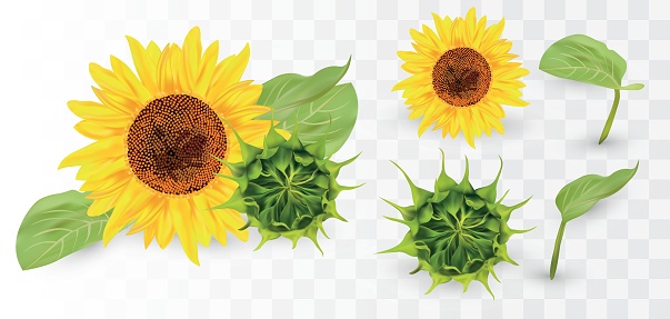 3D Realistic Sunflower with Green bud. Summer flower with green leaf. Sunflower and green bud on transparent background. Nature, ecology. Vector illustration