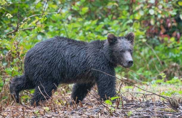 ours brun côtier très humide d'alaska se referment vers le haut pendant qu'il se dirige dans la forêt épaisse - wading alaska usa fur photos et images de collection