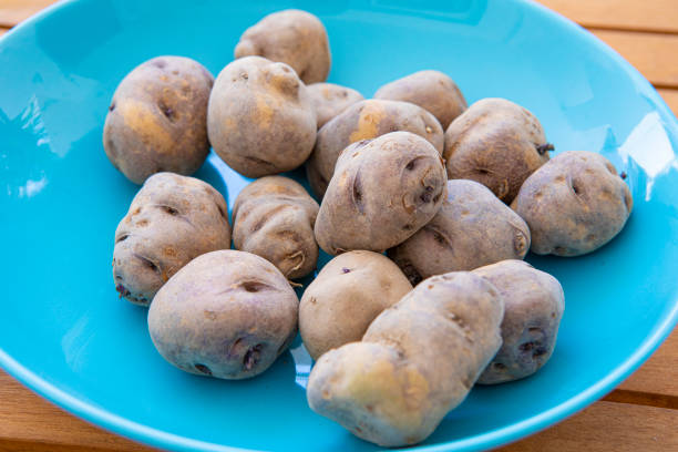 potato on a white background