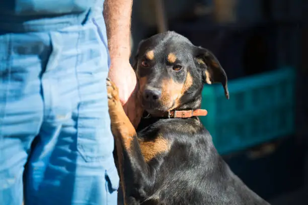 Happy rescue and adopted black dog.Puppy eyes