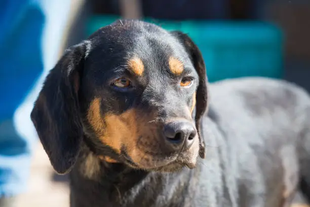 Happy rescue and adopted black dog.Puppy eyes