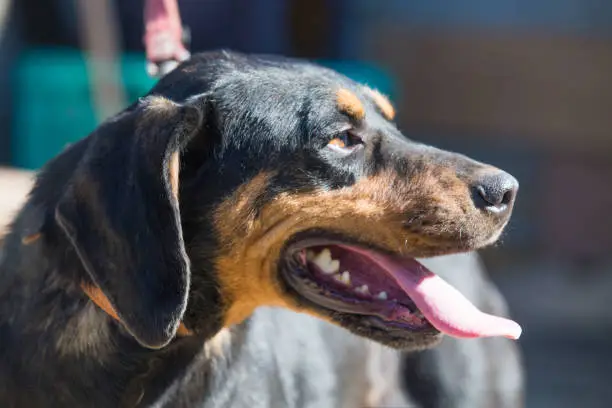 Happy rescue and adopted black dog.Puppy eyes